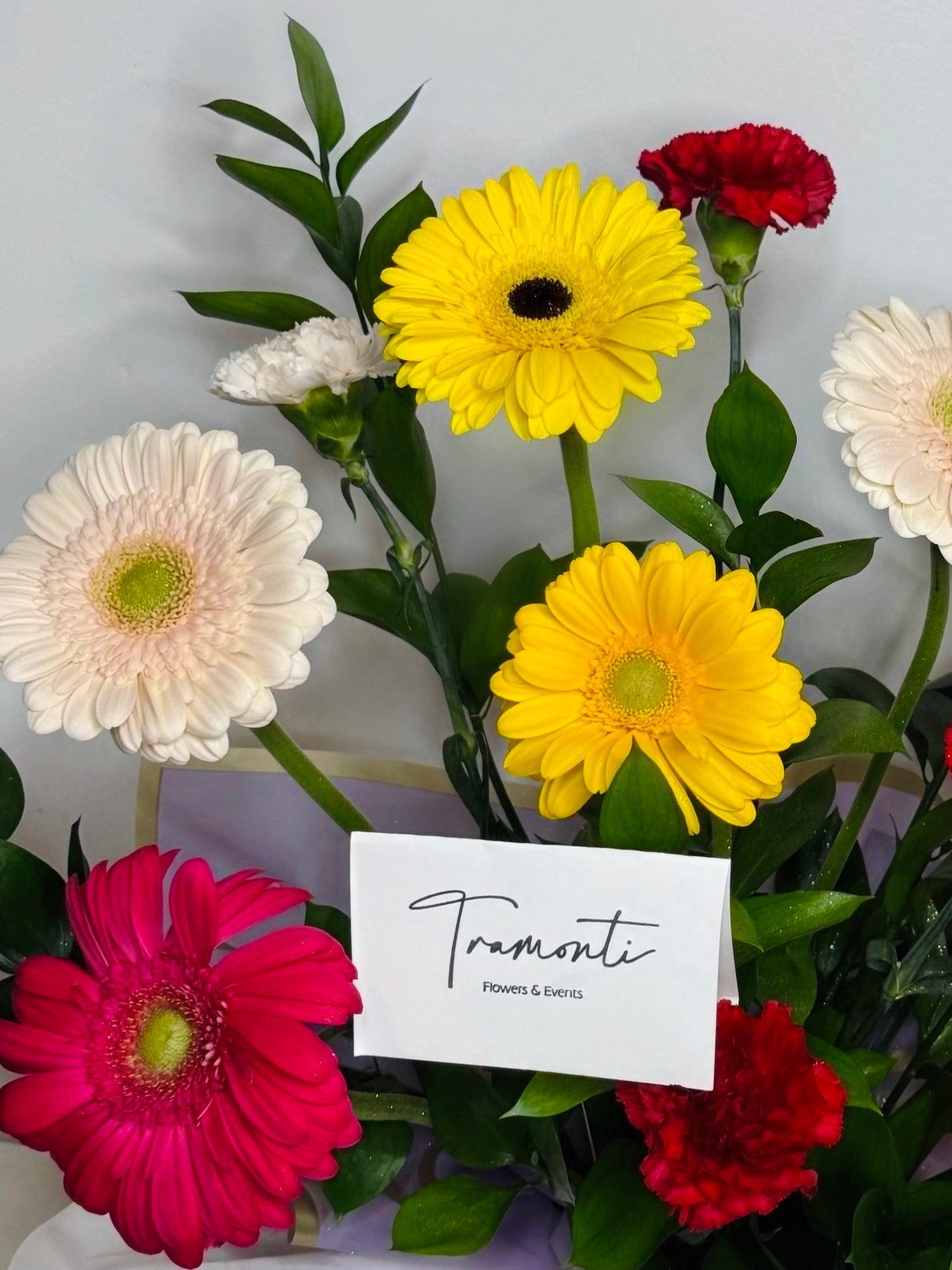 Gerbera Meadow