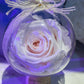 Everlasting Romance Roses